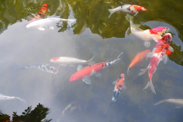 Koi Fische Oder Ausgefallene Karpfenfische Schwimmen Teich — Stockfoto