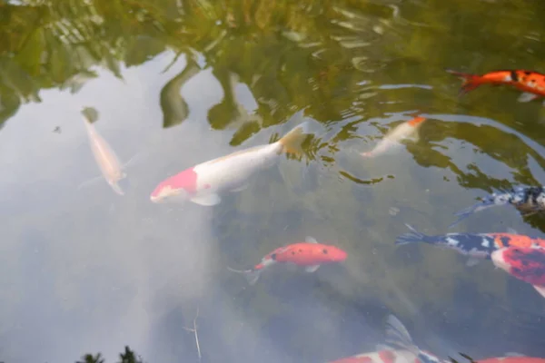 Koi Fish Fancy Carp Fish Swimming Pond — Stock Photo, Image