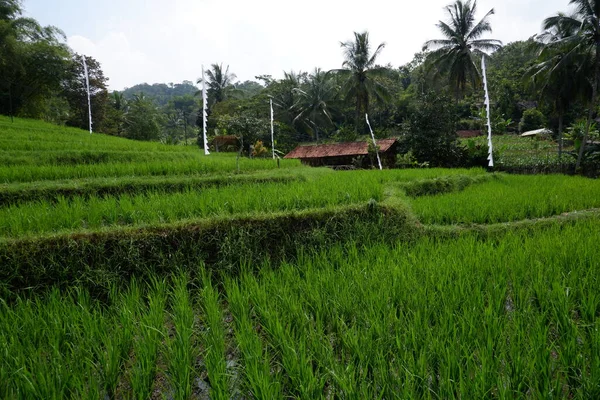 Güzel Yeşil Pirinç Tarlası Arka Planı — Stok fotoğraf