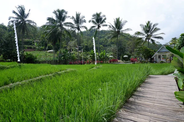 Beautiful Green Rice Field Background — Stock Photo, Image