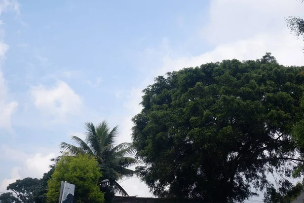 Большое Дерево Голубом Фоне Неба — стоковое фото