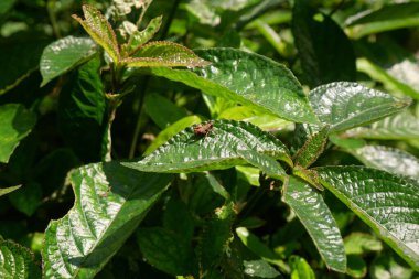 Strobilanthes Crispa ya da Strobilanthes Scabra Nees 'in Parlak Yeşil Yaprakları (Genellikle Siyah Surat Genel Bitkisi olarak bilinir))