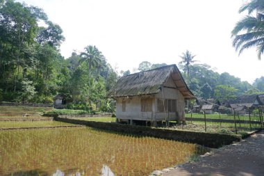 Kampung Naga, Tasikmalaya, Batı Java, Endonezya 'da pirinç tarlalarının ortasında geleneksel bir ev.