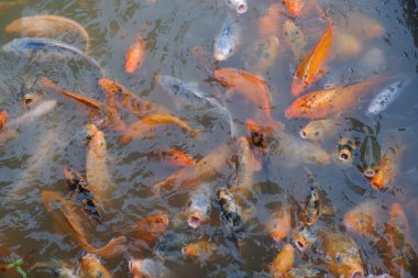 Koi balıkları veya fantezi sazan balık gölde Yüzme