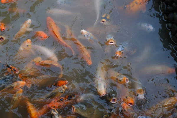 Koi fish or Fancy carp fish swimming in the pond