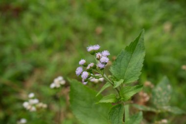 Bahçede mor Ageratum houstonianum çiçeği