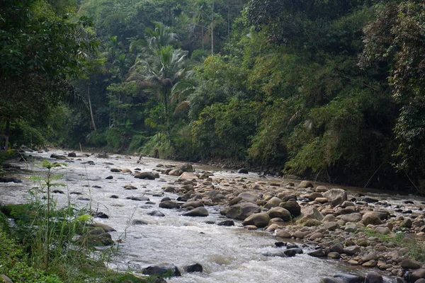 Taşlı Ciwulan nehri Tasikmalaya, Batı Java 'da yemyeşil bir ormandadır.