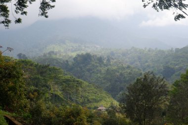 Garut, Batı Java, Endonezya 'daki vahşi tropikal ormanın manzarası