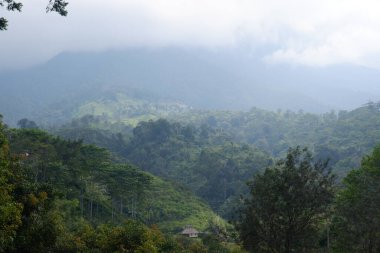 Garut, Batı Java, Endonezya 'daki vahşi tropikal ormanın manzarası