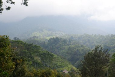 Garut, Batı Java, Endonezya 'daki vahşi tropikal ormanın manzarası