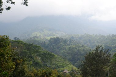 Garut, Batı Java, Endonezya 'daki vahşi tropikal ormanın manzarası