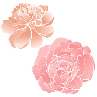 Güzel vektör pembe şakayıklar