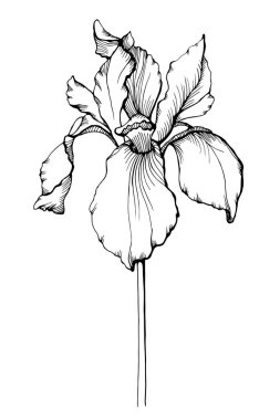 Vektör Iris botanik çiçek. Vahşi bahar yaprak izole kır çiçeği. Siyah ve beyaz mürekkep sanat kazınmış. İzole Iris resim öğesi.