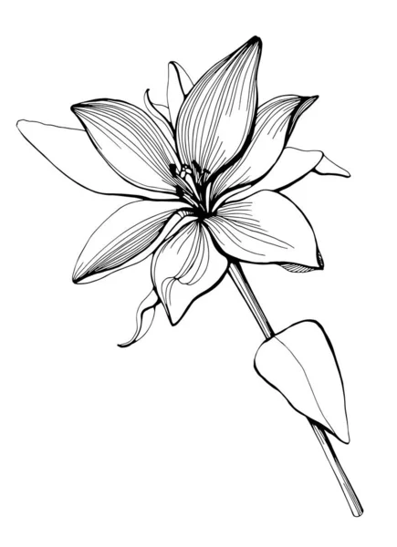 Vektör Lily Çiçekli Botanik Çiçeği Vahşi Bahar Yapraklı Kır Çiçeği — Stok Vektör
