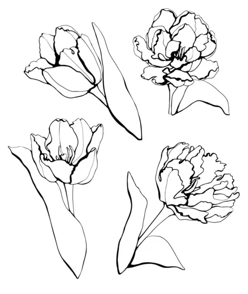 Kézzel Rajzolt Készlet Gyönyörű Tavaszi Virágokkal Hajlékonyabb — Stock Vector
