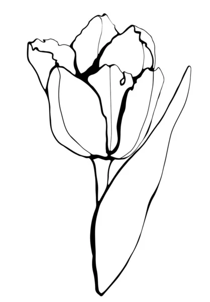 Tulipano Bellissimo Disegnato Mano Più Snella — Vettoriale Stock