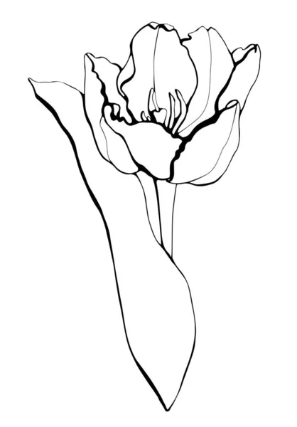Tulipano Bellissimo Disegnato Mano Più Snella — Vettoriale Stock