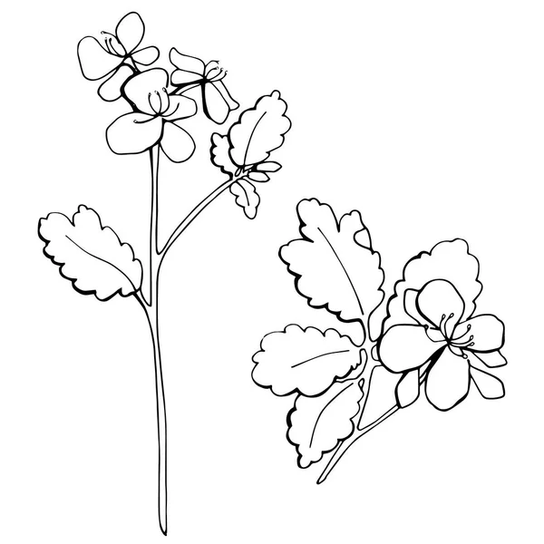 Handgezeichnete Schöne Calendula Schlanker — Stockvektor