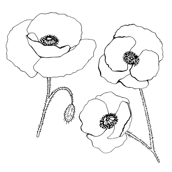 Handgezeichnete Schöne Mohnblumen Schlanker — Stockvektor