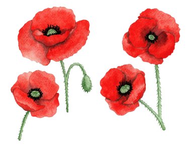 Elle çizilmiş güzel suluboya gelincikler. 600 DPI