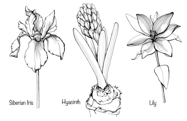 Kézzel Rajzolt Készlet Gyönyörű Tavaszi Virágokkal Szibériai Iris Jácint Lily — Stock Vector