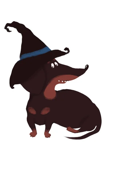 Cão Esquisito Dia Das Bruxas Dachshund Cão Chapéu Halloween Fundo — Fotografia de Stock