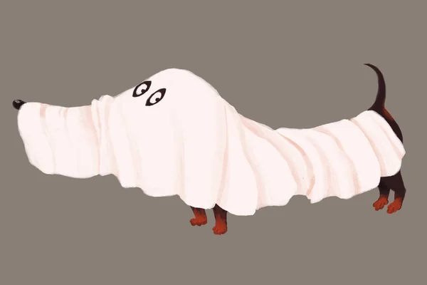 Funny Halloween Dachshund Dog Ghost Costume — Stock Photo, Image