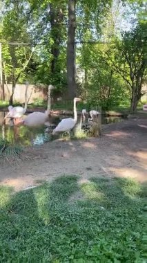 Flamingolar yürüyor. Sosyal Medya, Instagram Makaleleri ve Tiktok için Pembe Flamingo Dikey Videosu