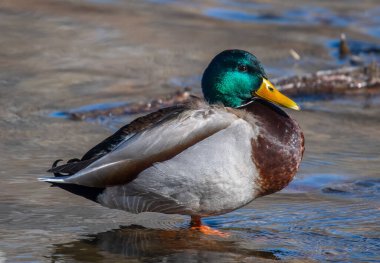 Güzel ve canlı renkli bir Drake Mallard Colorado nehrinin sığ sularında dinleniyor..