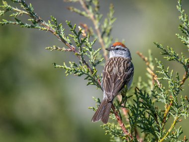 Paslı bir Chipping Sparrow, Colorado eteklerindeki bir ardıç ağacının tepesine güzelce tünemiş..