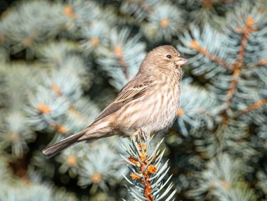 Güzel bir dişi Finch evi, Colorado bahçesini incelerken bir çam ağacının ucuna tünemiş..