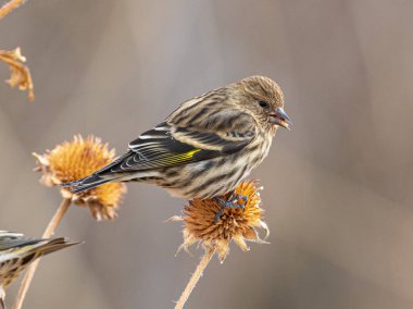 Güzel bir Pine Siskin, sürüdeki yüzlerce kişiden biri, Colorado 'daki vahşi yaşam alanındaki bir tohumla besleniyor..