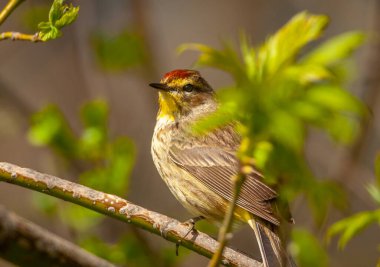 Güzel bir Palm Warbler, orta batı ormanlarında böcek ararken bir an için bir dala tünedi..