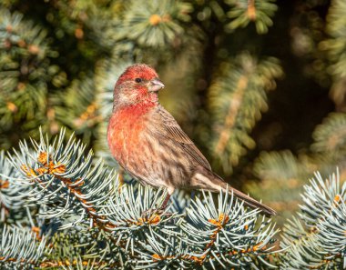 Güzel bir erkek ev sahibi Finch, Colorado bahçesini incelerken bir çam ağacının ucuna tünemiş..