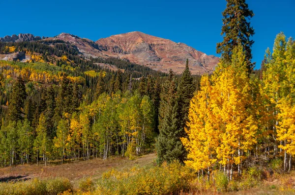 Belo Álamo Dourado Adiciona Olhar Dramático Cada Cena Montanha Colorado — Fotografia de Stock