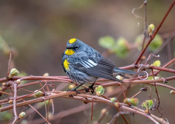 Vacker Manlig Yellow Rumped Warbler Byxor Vinranka Sin Vårflytt Colorado — Stockfoto