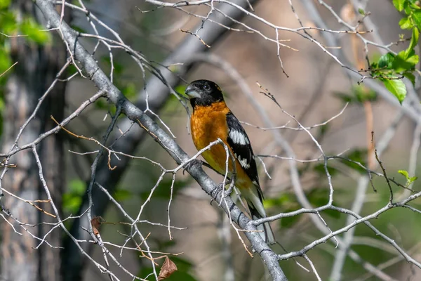 Male Black Headed Grosbeak Perches Branches Colorado Forest Spring Migration — Stock Photo, Image