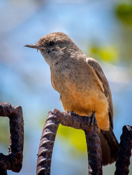 Energetic Say Phoebe Rests Momentarily Foraging Flights Captures Insects Mid — Stock Photo, Image