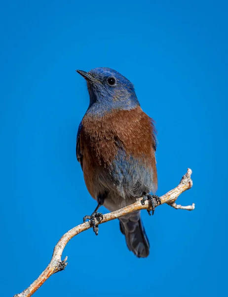 Ένα Όμορφο Αρσενικό Δυτικό Bluebird Αναδεικνύει Λαμπρή Μπλε Και Αγενές — Φωτογραφία Αρχείου