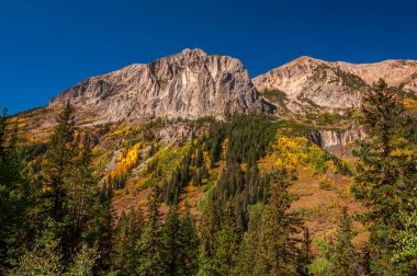 Golden Aspens ve Evergreen 'lerin yeşillikleri, Colorado dağlarında, Crested Butte yakınlarında canlı renkli bir duvar halısı oluşturur..