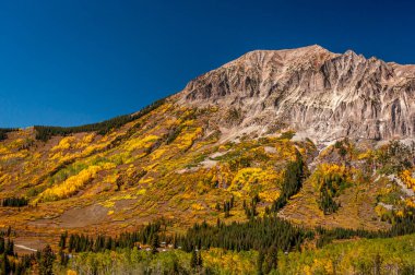 Colorado 'da sonbaharın güzelliği burada görülebilir. Dağ yamaçlarındaki altın renkler, Coloradolu Crested Butte yakınlarındaki görkemli yeşil çam ağaçları arasındadır..