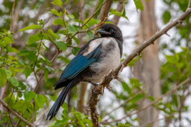 Güzel, siyah gagalı bir Saksağan Colorado 'nun ön tarafındaki bir kır yolunun kenarında duruyor..