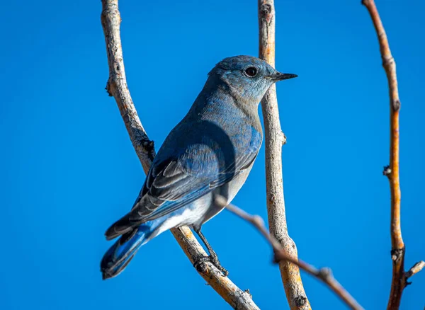 Ένα Λαμπρό Μπλε Mountain Bluebird Σκαρφαλωμένο Ένα Κλαδί Δέντρου Ενάντια — Φωτογραφία Αρχείου