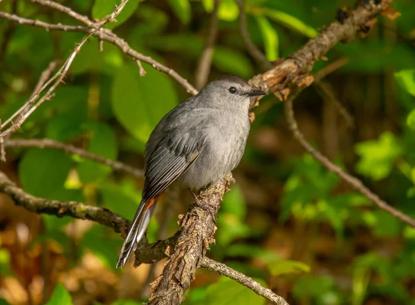Μια Όμορφη Gray Catbird Ένα Πουλί Που Συχνά Κατσουφιάζει Στη — Φωτογραφία Αρχείου