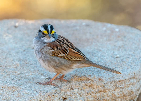 Vacker White Throated Sparrow Visar Sin Lysande Gula Lore Står — Stockfoto