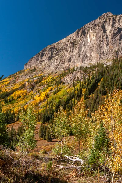 Árvores Golden Aspen Contra Uma Bela Montanha Acidentada Perto Crested — Fotografia de Stock