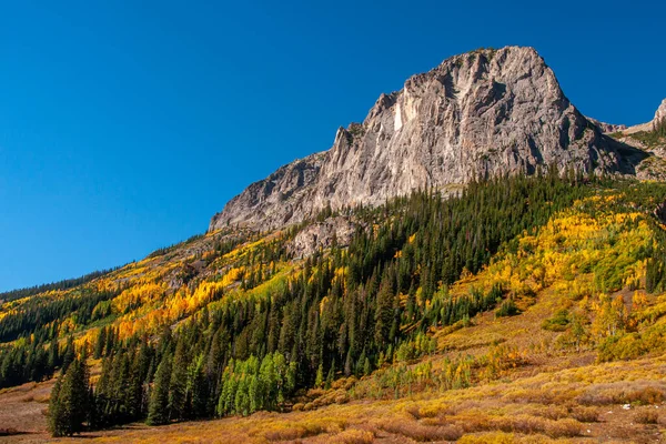 Hermoso Álamo Dorado Pinos Verdes Majestuosos Ladera Montaña Cerca Crested —  Fotos de Stock