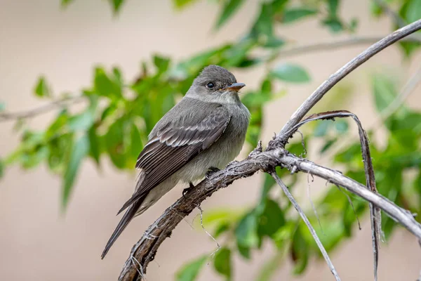Drab Colored Flycatcher Called Western Wood Pewee Perched Nicely Moment — Stock Photo, Image