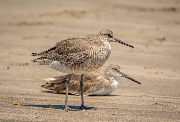 Two Willets Larger Group Hanging Out Together Sandy Beach Atlantic — Stock Photo, Image