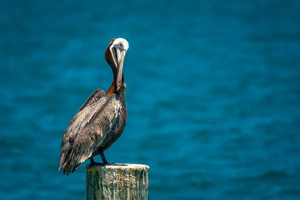 Ein Brauner Pelikan Predigt Zwischen Fütterungsaktionen Vor Der Küste Von — Stockfoto